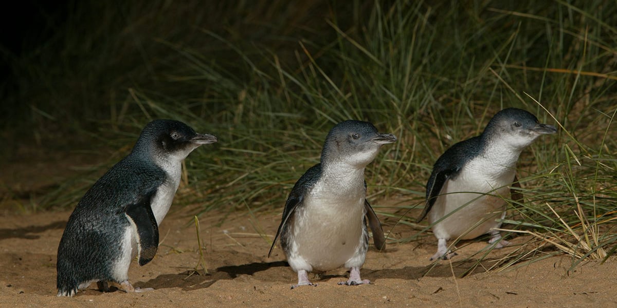 Penguin chicks gather under the grass while the WE-EF Wild Light solution protects them from light pollution. translate to german and french