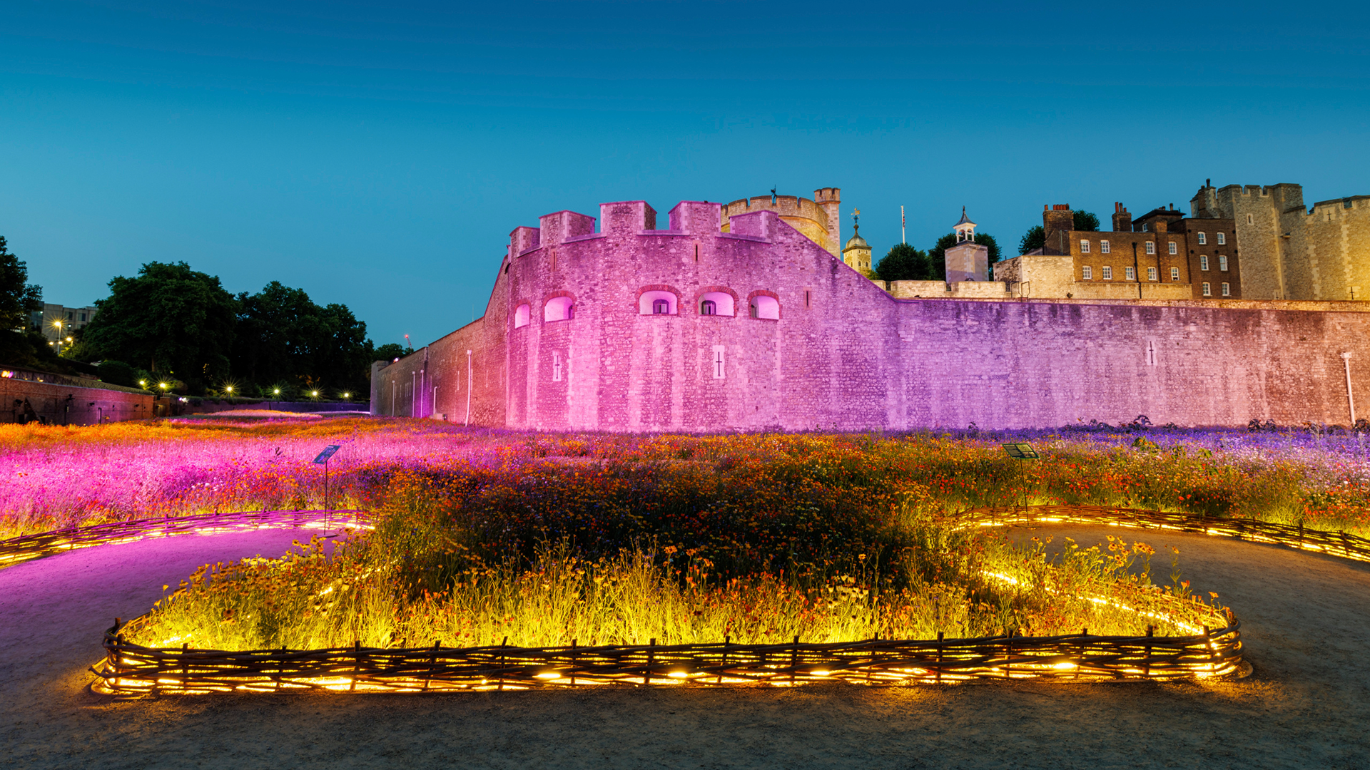 Superbloom exhibition at Tower of London showing vibrant magenta and pink lighting scheme on millions of wildflowers in historic moat, WE-EF FLC260-CC RGBW projectors mounted on perimeter walls with protective layers to prevent damage to UNESCO World Heritage Site, global collaboration between WE-EF, Nipek (Japan/Singapore), Beam Lighting Design (UK), and Fagerhult UK team creating spectacular day-and-night attraction honoring Queen Elizabeth II's 70-year reign completed summer 2022
