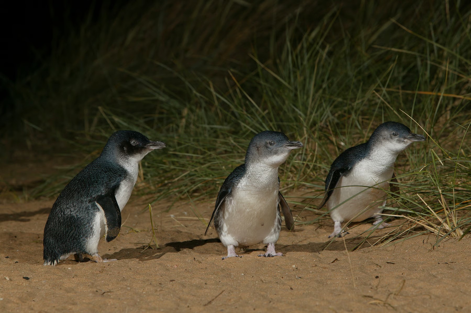 Phillip Island Penguin Parade visitor viewing platform at night with specialized wildlife-sensitive lighting, demonstrating extreme example of Night Sensitive Lighting principles where warm amber LED illumination allows human observation while minimizing disruption to endangered little penguins' natural behaviors, survivorship and reproductivity during nightly beach return from foraging