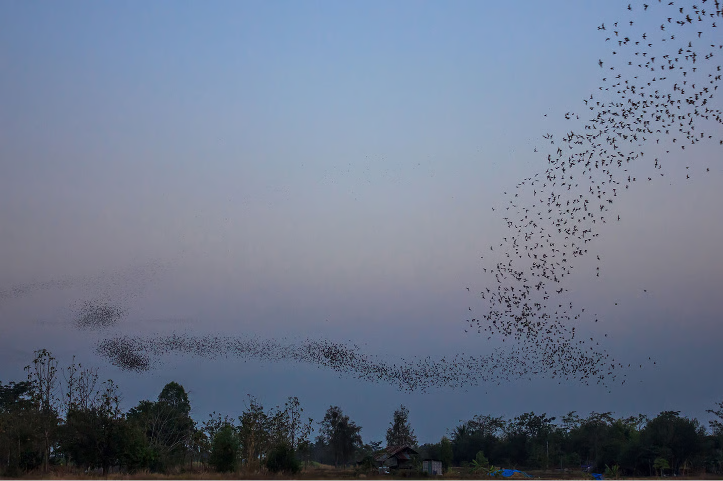 Public parkland at night showing minimal lighting intervention with preserved dark sky and visible stars, illustrating 'Wild Light' concept and ADSA (Australasian Dark Sky Association) principles that emphasize light only where and when needed for human safety, using motion detection and smart controls to minimize disruption to nocturnal wildlife ecosystems while respecting intrinsic value and beauty of darkness