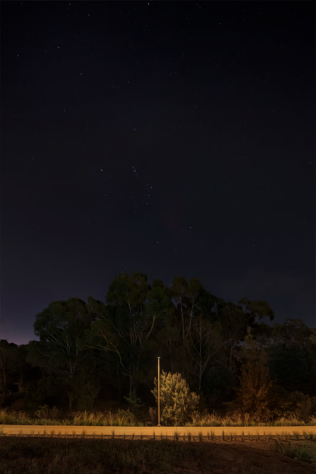 Night sky visible above Kingston Parklands demonstrating successful dark sky preservation with single WE-EF VFL530 luminaire providing minimal warm pathway lighting, native Tasmanian eucalyptus forest silhouetted against star-filled sky, exemplifying 'light only where really needed' principle of wildlife-sensitive design that protects nocturnal species while ensuring safe human movement through parkland
